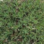 Astragalus balearicus Φύλλο