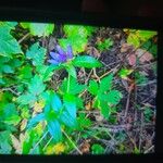 Gentiana andrewsii Blomma