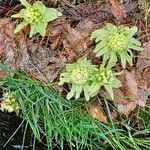 Petasites japonicus Hàbitat