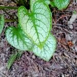 Brunnera macrophyllaЦвят