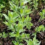 Salix glauca Leaf