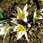 Tulipa sylvestris 花