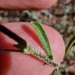 Alyssum serpyllifolium Hoja