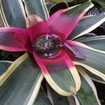 Neoregelia carolinae Листок