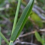 Poa chaixii Feuille