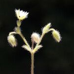 Cerastium comatum Flower