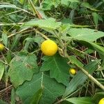 Solanum capsicoides পাতা