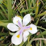 Dietes grandifloraBloem