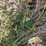 Crotalaria brevidens Hoja