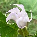 Datura stramoniumফুল