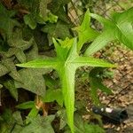 Hedera nepalensis Deilen