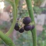 Solanum nigrumফল