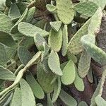 Opuntia ficus-indica Lehti