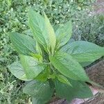 Hackelia virginiana Leaf