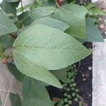 Hibiscus sabdariffa Leaf