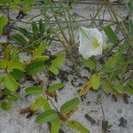 Ipomoea imperati عادت داشتن