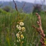 Acacia suaveolens फूल