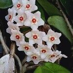 Hoya carnosa Цвят