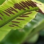 Asplenium scolopendrium Фрукт