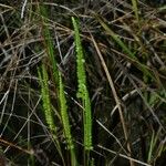 Lindsaea stricta Hàbitat