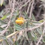 Chuquiraga parviflora 叶
