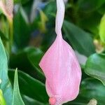 Anthurium scherzerianum Flor