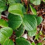 Salix reticulata Blatt