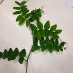 Vicia sepium Leaf