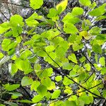 Populus heterophylla List