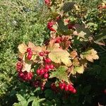 Viburnum opulusFruto