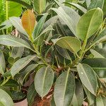 Ficus robusta आदत
