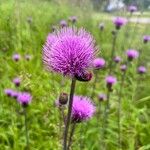 Cirsium heterophyllumFlower