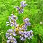 Lavandula canariensis