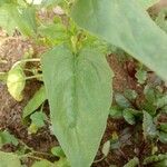 Spinacia oleracea Leaf