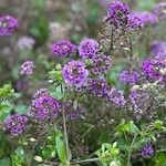 Lobularia maritimaFlower