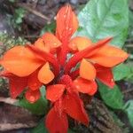 Aphelandra aurantiaca Flower