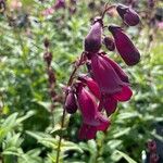 Penstemon barbatus Blomst