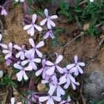 Saponaria ocymoidesFlower