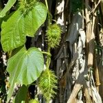 Passiflora foetidaYaprak