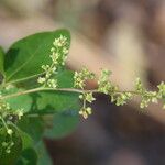 Searsia longipes Flower