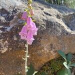 Digitalis minor Flower