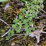 Clinopodium nubigenum عادت