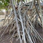 Pandanus tectorius Bark