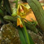 Polystachya nyanzensis Flower