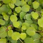 Fuchsia procumbens Celota