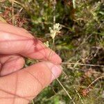 Burmannia capitata Flower