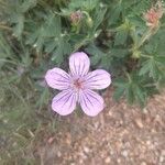 Geranium viscosissimum Kukka