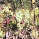 Opuntia dillenii Fruit