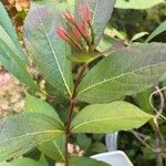 Diervilla lonicera Leaf