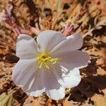 Oenothera albicaulis 花